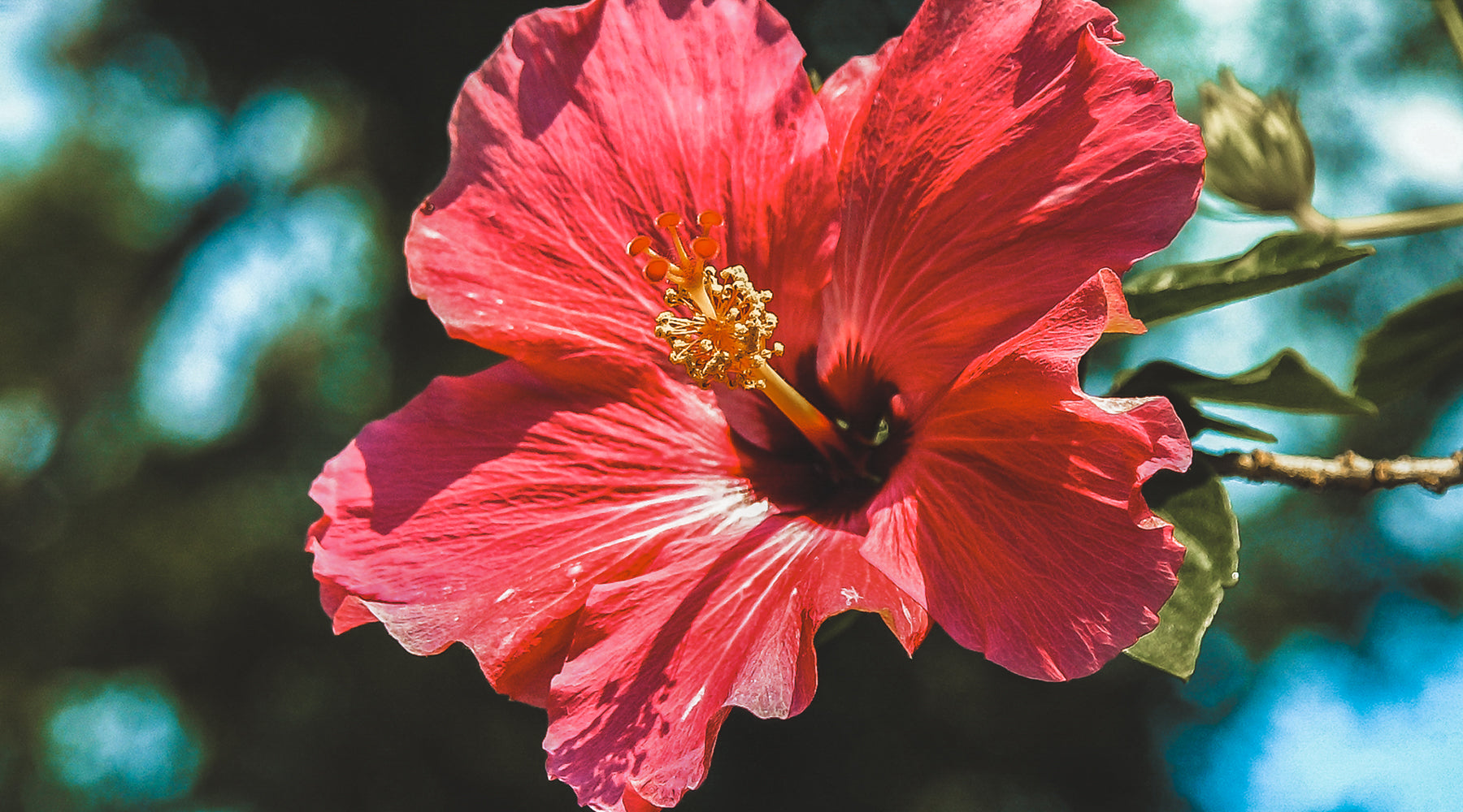 Did you know that these flowers & plants are native to Malaysia?