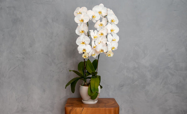 Spark Joy in Your Office or Home with These Live Plants
