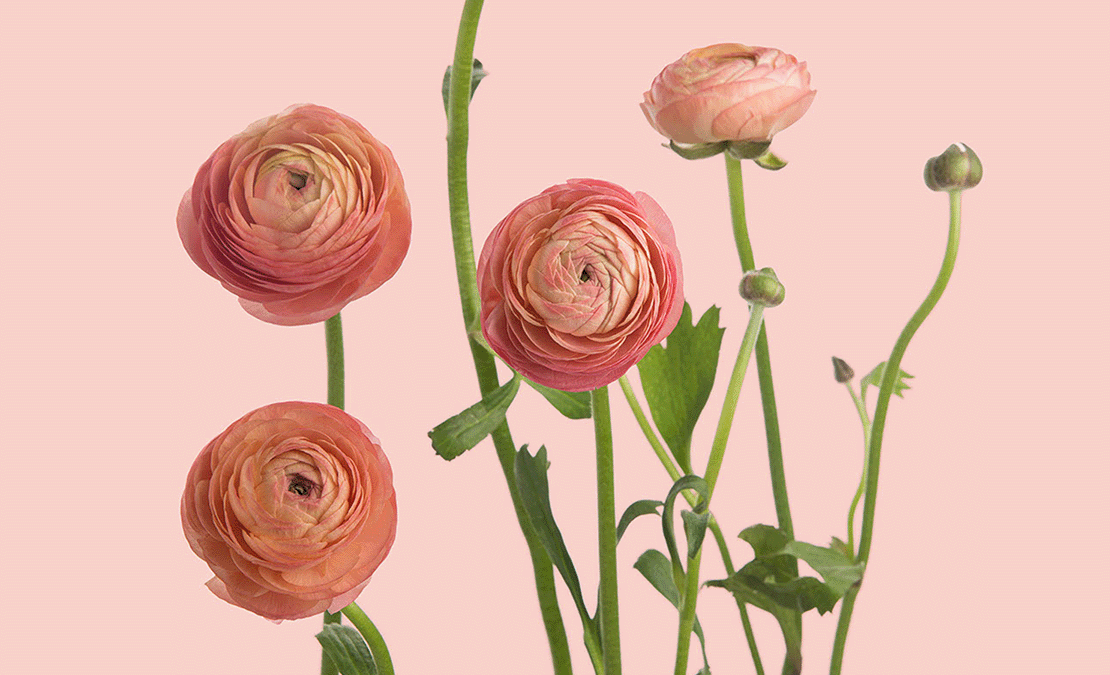 10 Flower Names You Confirm Dont Know (Maybe)