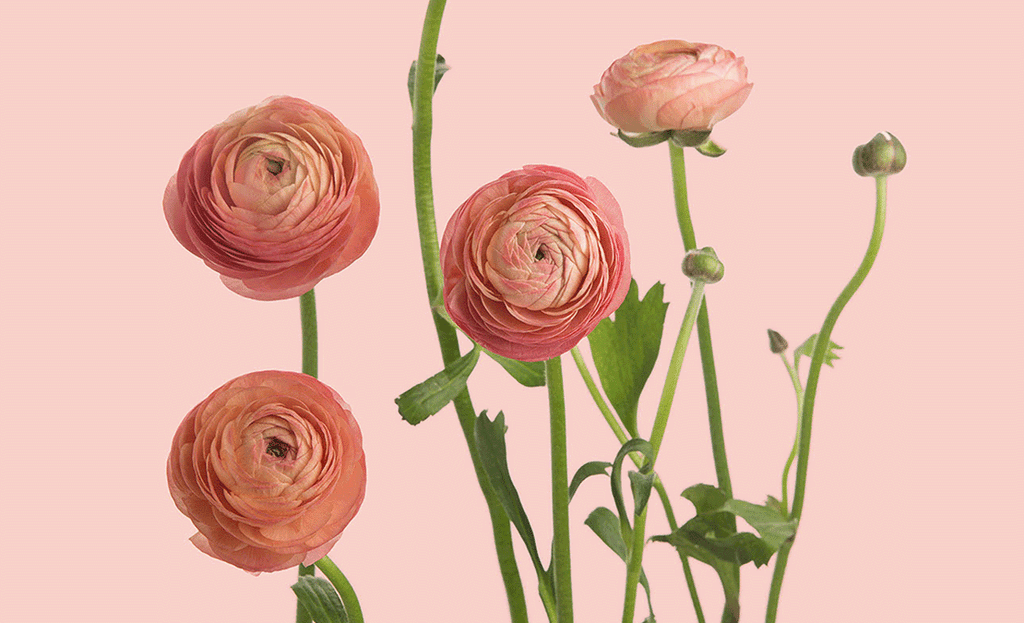 Our Stores BloomThis our-stores-bloomthis