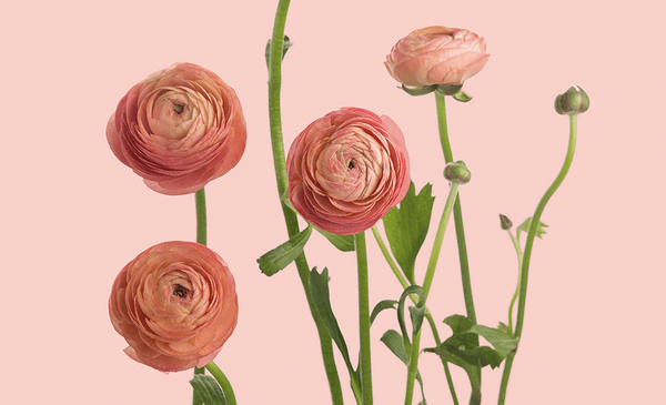10 Flower Names You Confirm Dont Know (Maybe)