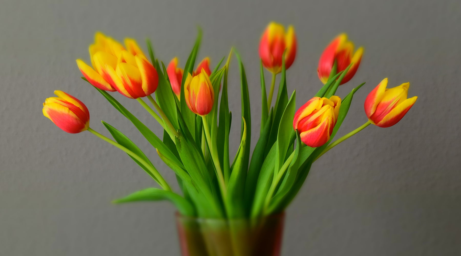 All You Need To Know About Tulip Flowers