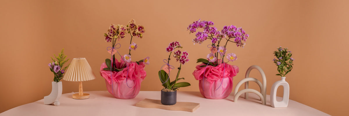 🌸 Premium Phalaenopsis Orchids | Free Delivery - Bloomthis