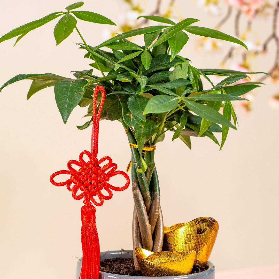 Money Tree Chinese New Year Plant