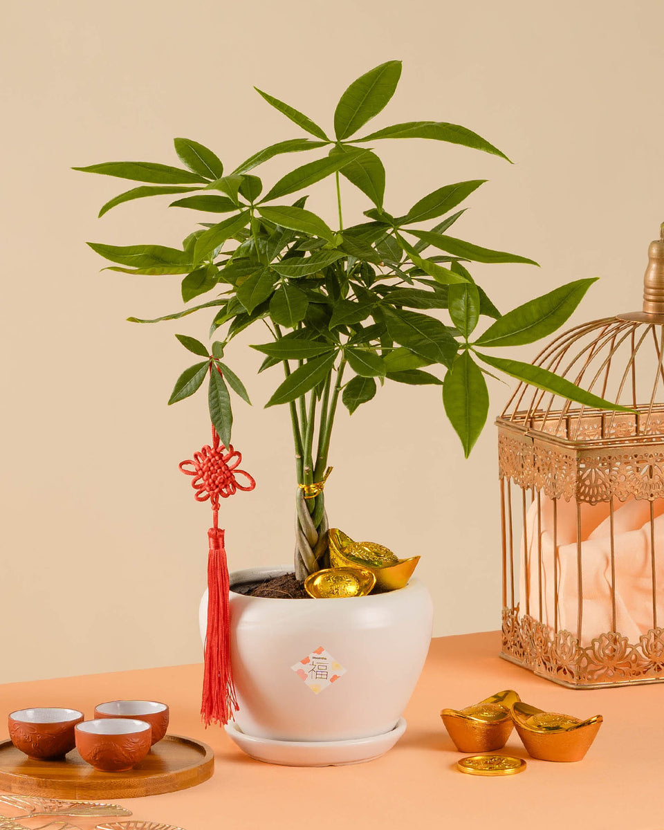 Money Tree Chinese New Year Plant 2026 | Free Delivery | Bloomthis