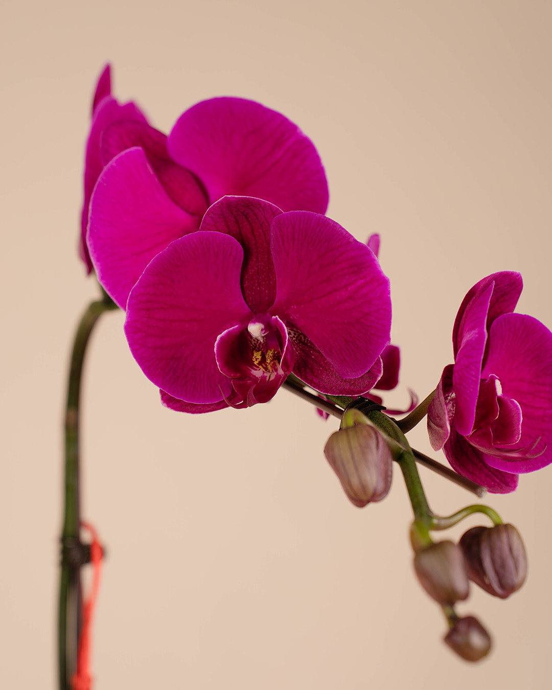 bloomthis-cny-plant-purple-cny-phalaenopsis-orchid-1-stalk-1080x1350-03