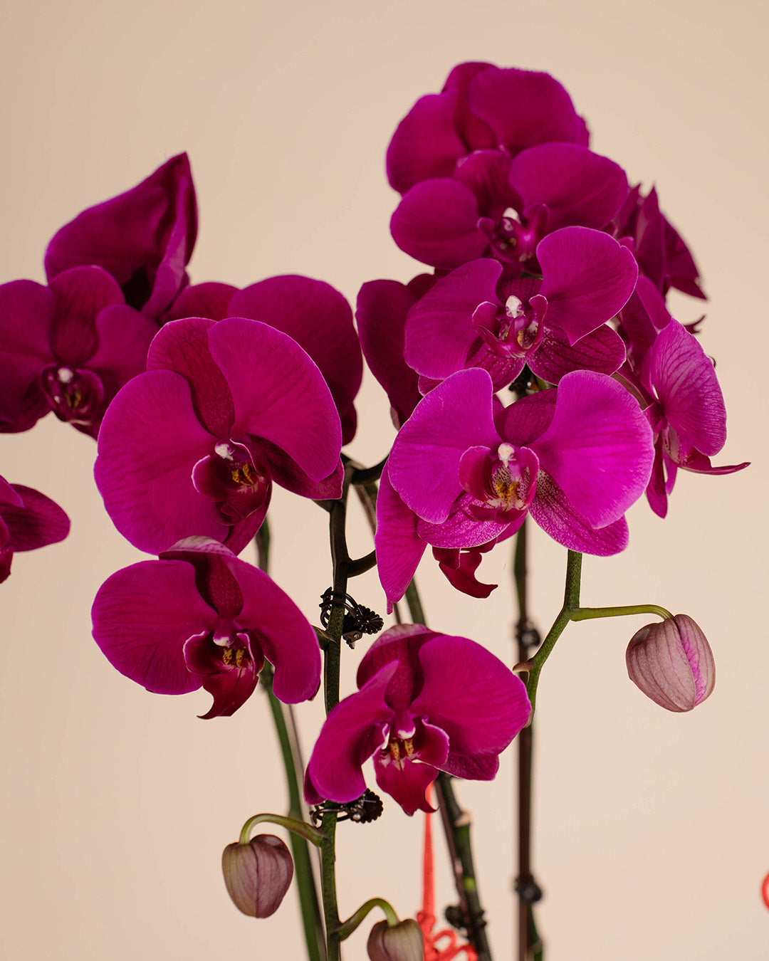 bloomthis-cny-plant-purple-cny-phalaenopsis-orchid-5-stalks-1080x1350-03