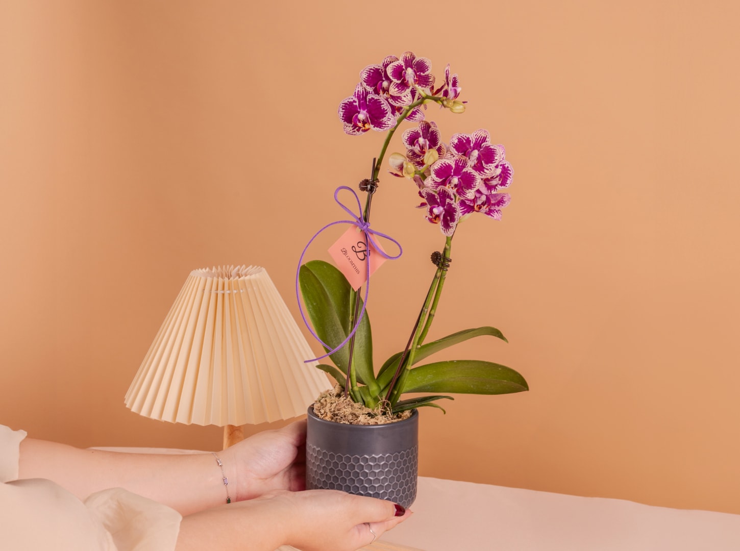 bloomthis-flower-orchid-usp-03-ready-to-gift-potted-orchids