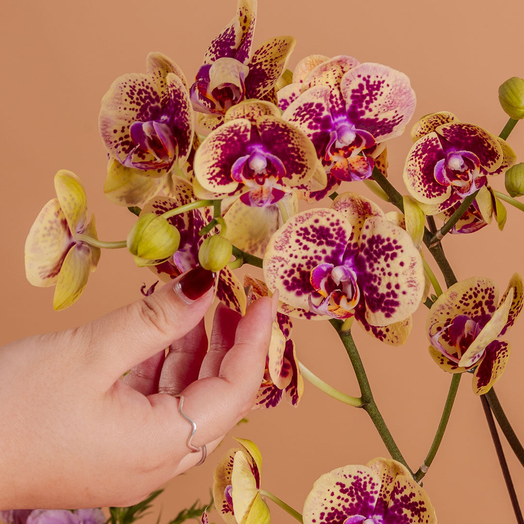 Indira Bordeaux Phalaenopsis Orchid (3 Stalks)