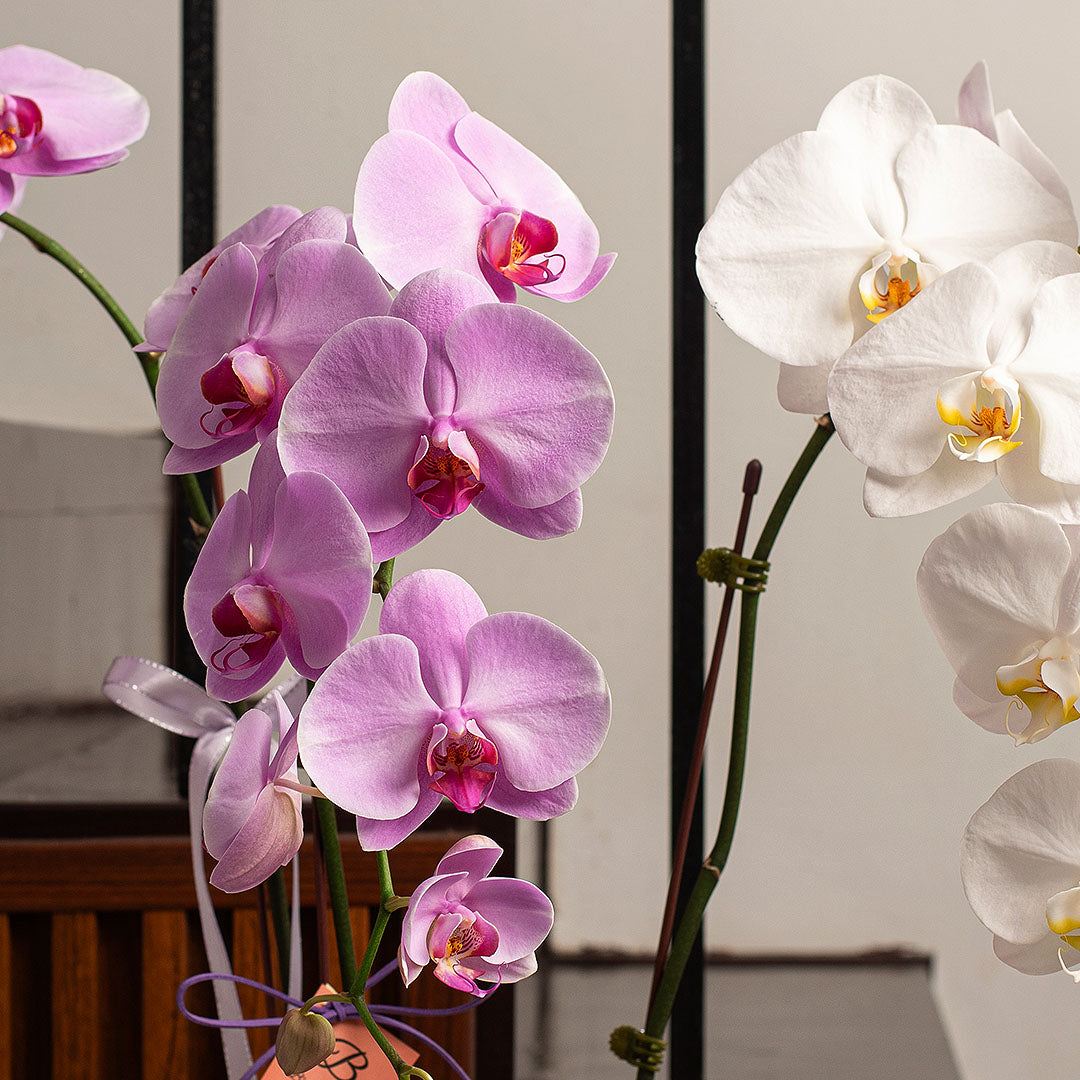 Indira Pink & White Phalaenopsis Orchid (3 Stalks) (MD)
