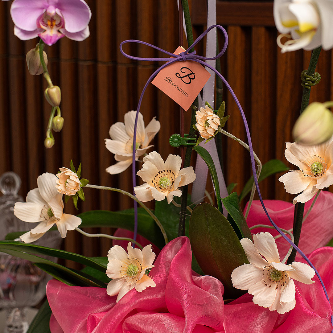 Indira Pink & White Phalaenopsis Orchid (3 Stalks)
