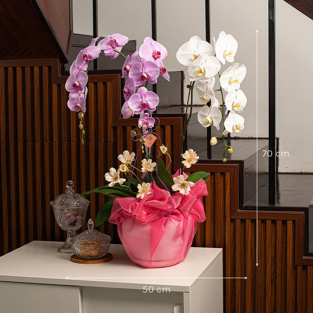Indira Pink & White Phalaenopsis Orchid (3 Stalks)