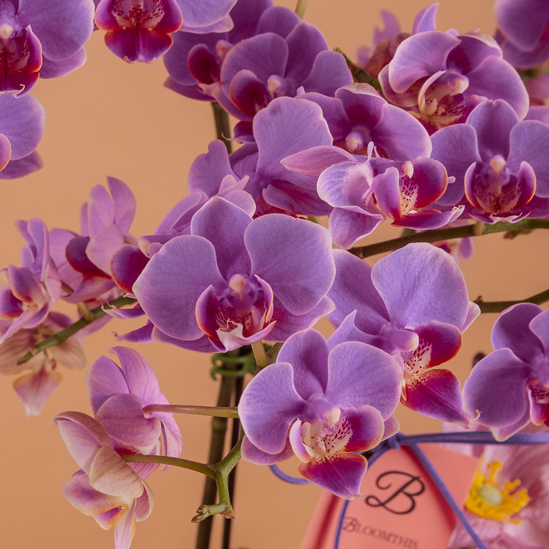 Indira Purple Mini Phalaenopsis Orchid (2 Stalks)