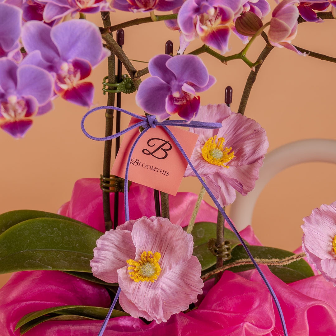 Indira Purple Mini Phalaenopsis Orchid (2 Stalks)