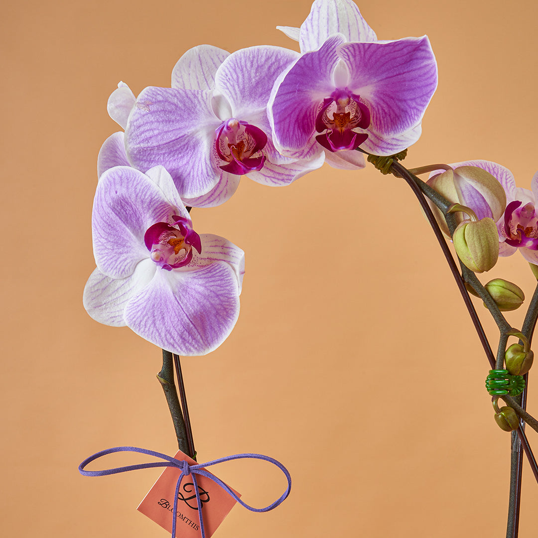 Indira Two Tone Lilac Phalaenopsis Orchid (2 Stalks)