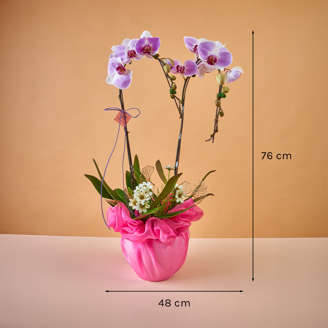 Indira Two Tone Lilac Phalaenopsis Orchid (2 Stalks) (MDV)