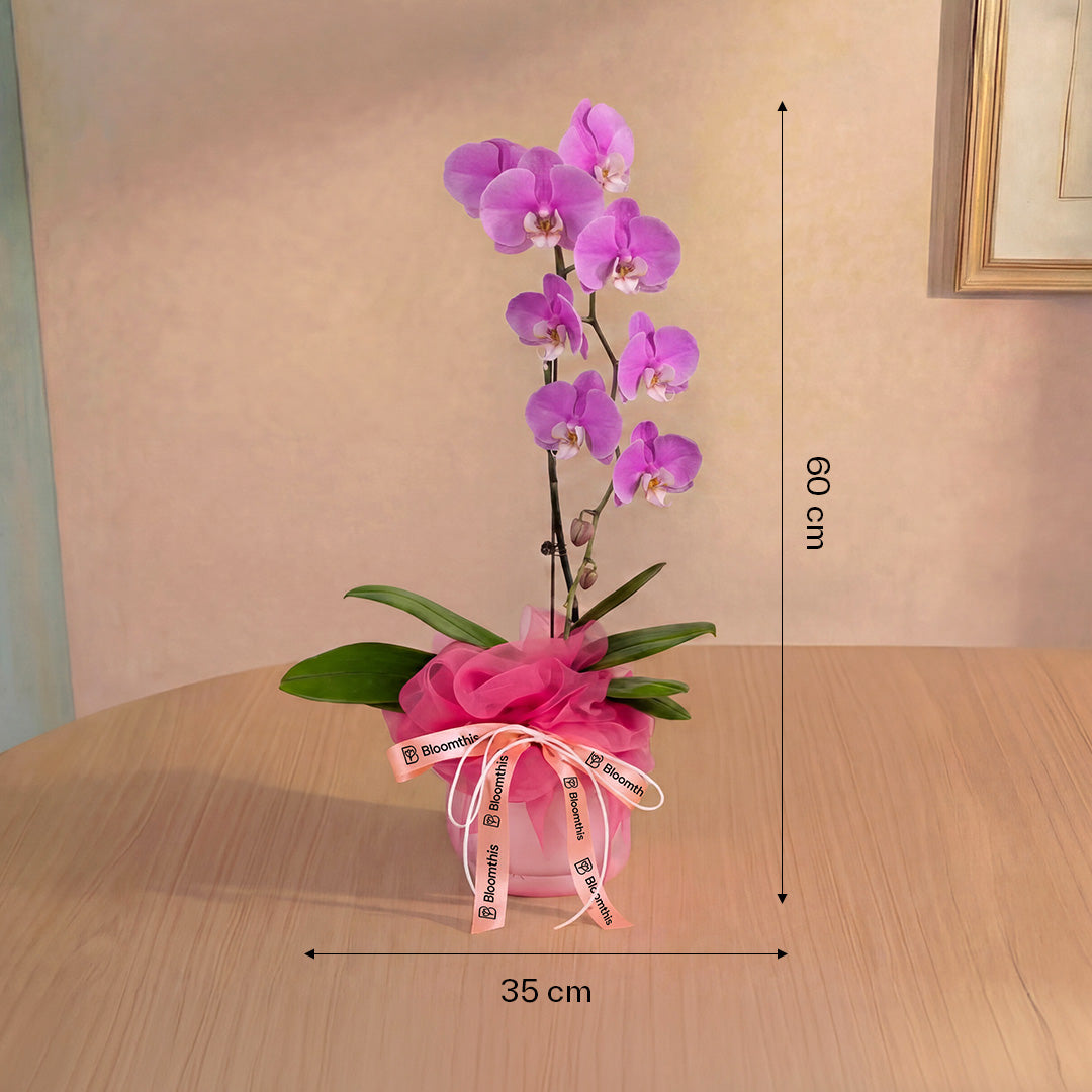 bloomthis-plant-ingrid-pink-phalaenopsis-orchid-1-stalk-1080x1080-04_5f8c8d8d-cba2-46de-b674-a764309efe64