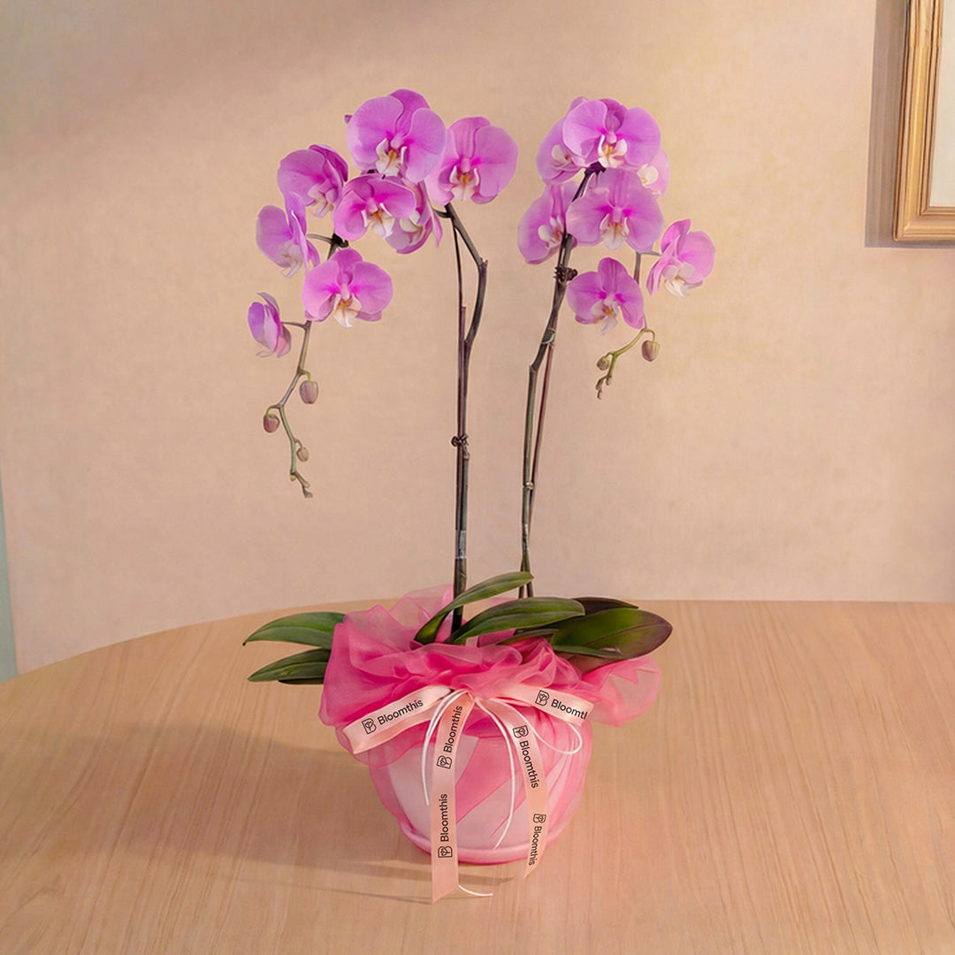 bloomthis-plant-ingrid-pink-phalaenopsis-orchid-2-stalks-1080x1080-01