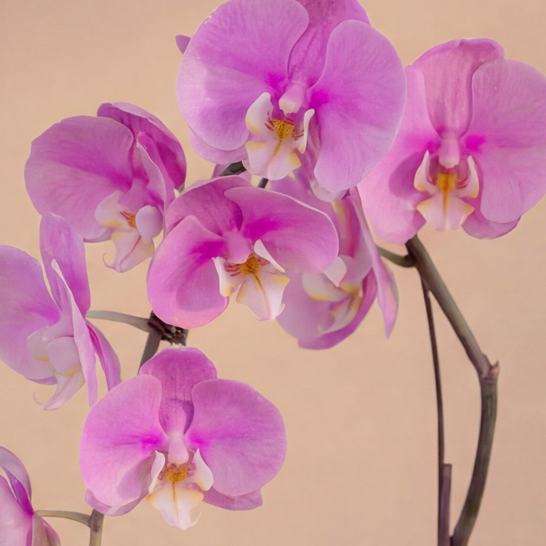 bloomthis-plant-ingrid-pink-phalaenopsis-orchid-2-stalks-1080x1080-02
