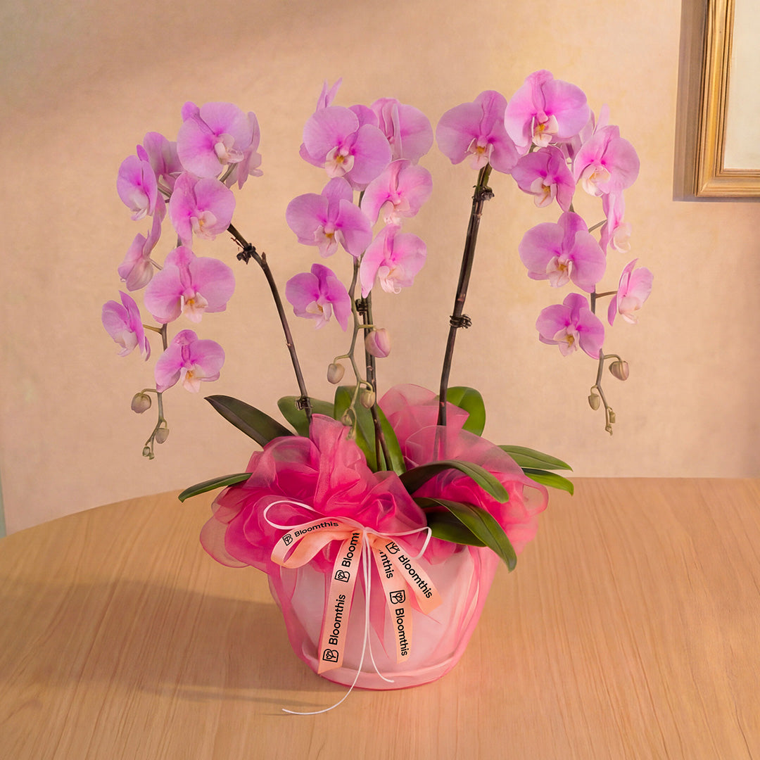 bloomthis-plant-ingrid-pink-phalaenopsis-orchid-3-stalks-1080x1080-01