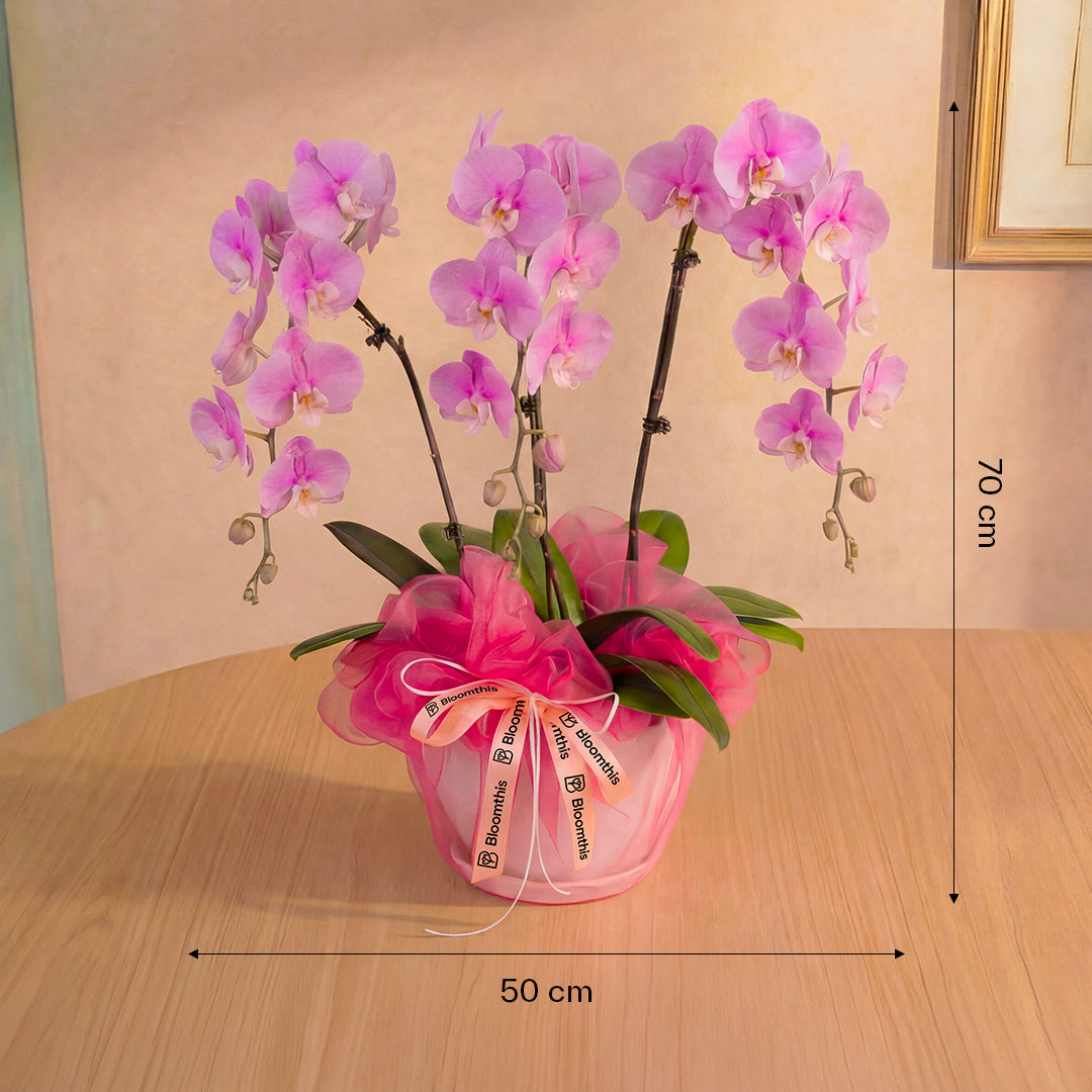 bloomthis-plant-ingrid-pink-phalaenopsis-orchid-3-stalks-1080x1080-04