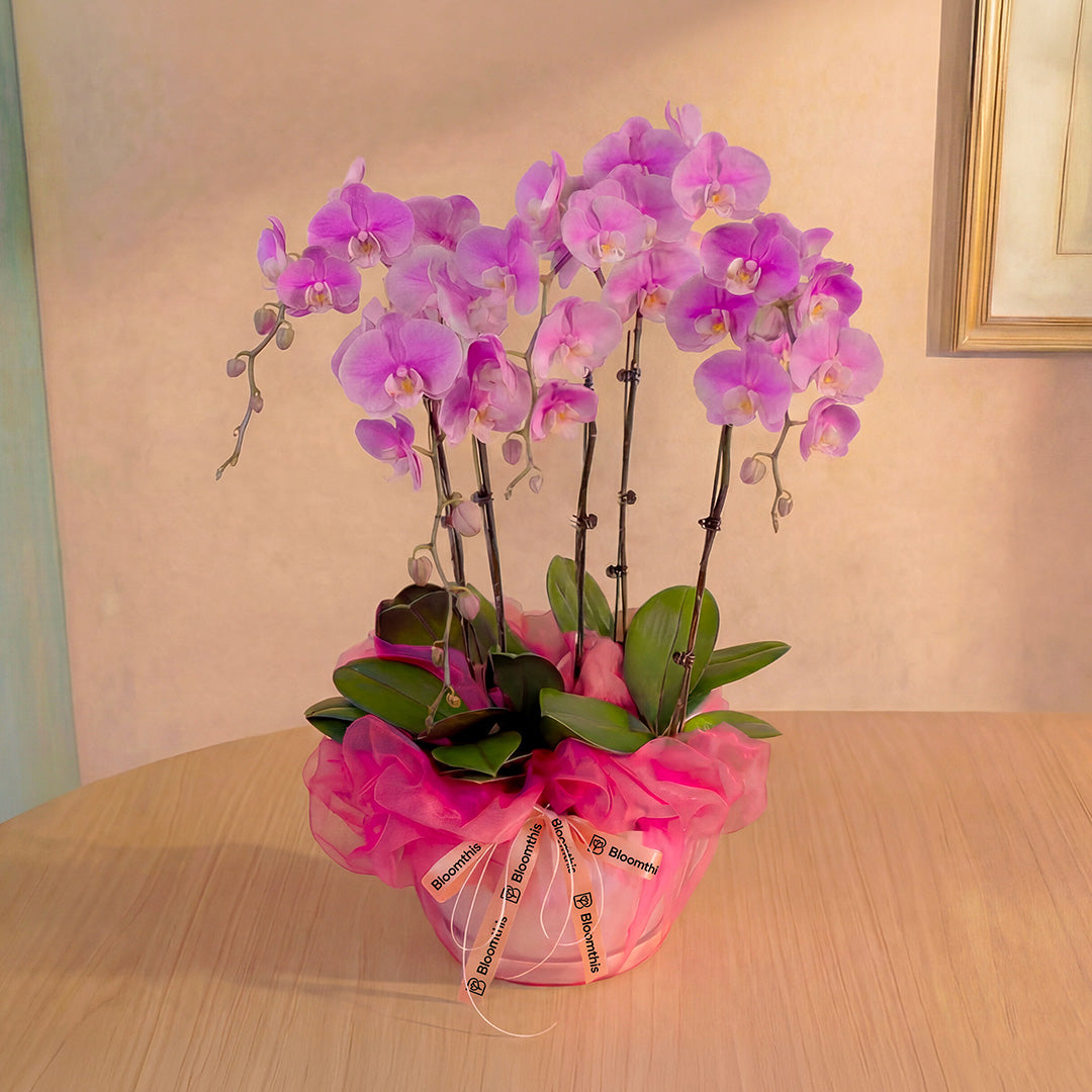 bloomthis-plant-ingrid-pink-phalaenopsis-orchid-5-stalks-1080x1080-01