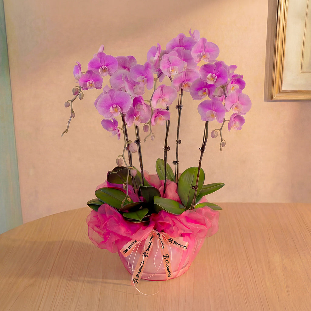 bloomthis-plant-ingrid-pink-phalaenopsis-orchid-5-stalks-1080x1080-01