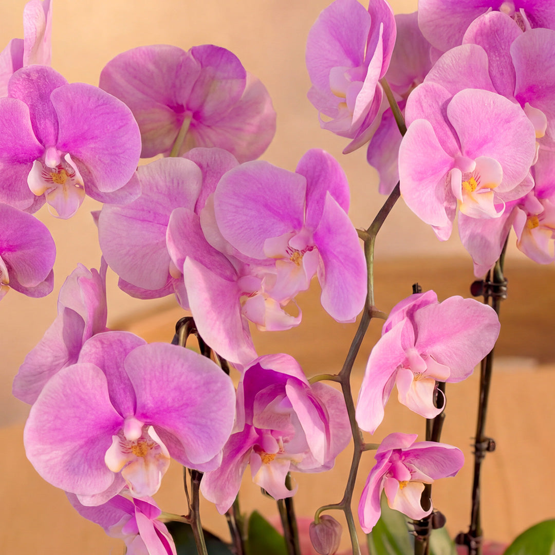 bloomthis-plant-ingrid-pink-phalaenopsis-orchid-5-stalks-1080x1080-02