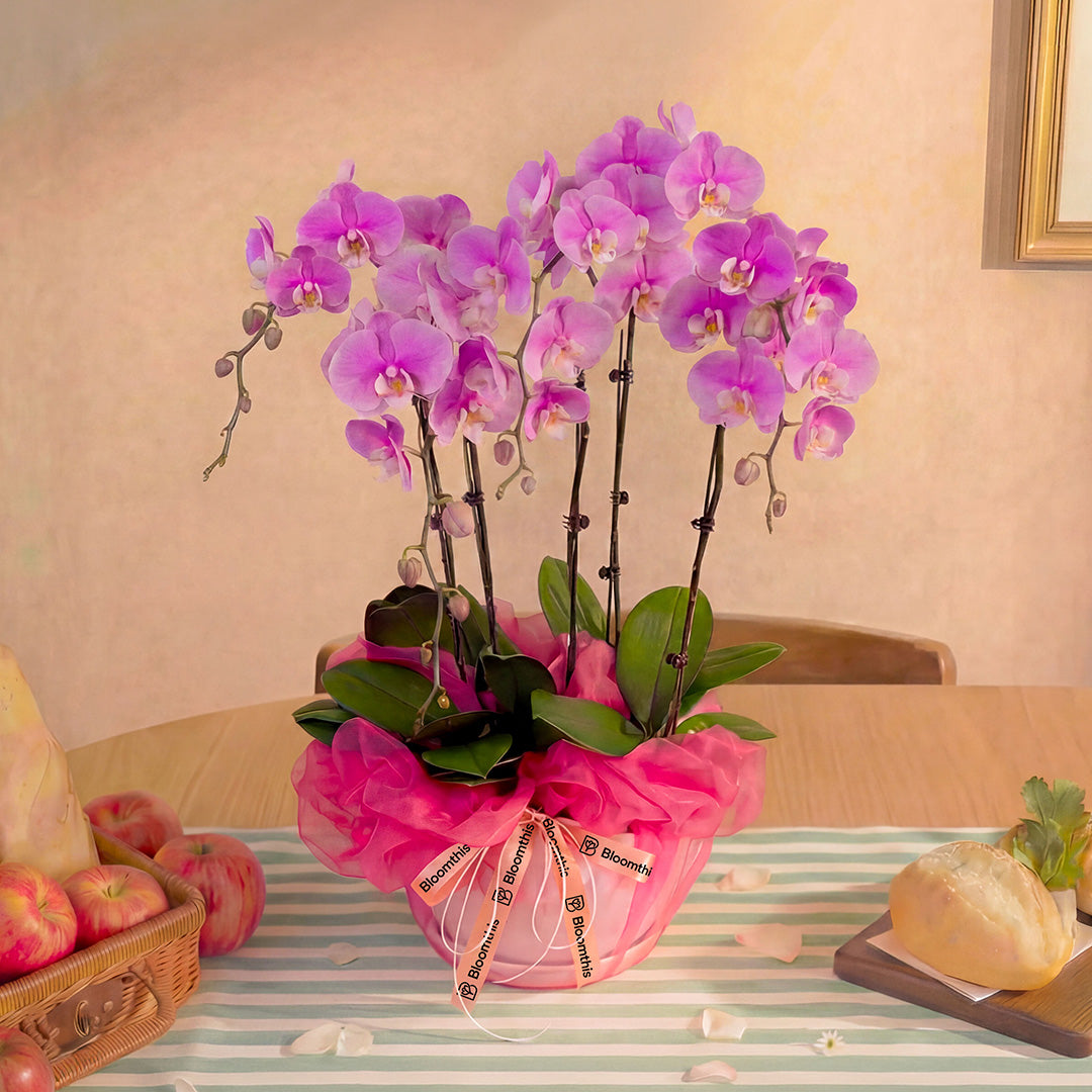 bloomthis-plant-ingrid-pink-phalaenopsis-orchid-5-stalks-1080x1080-03