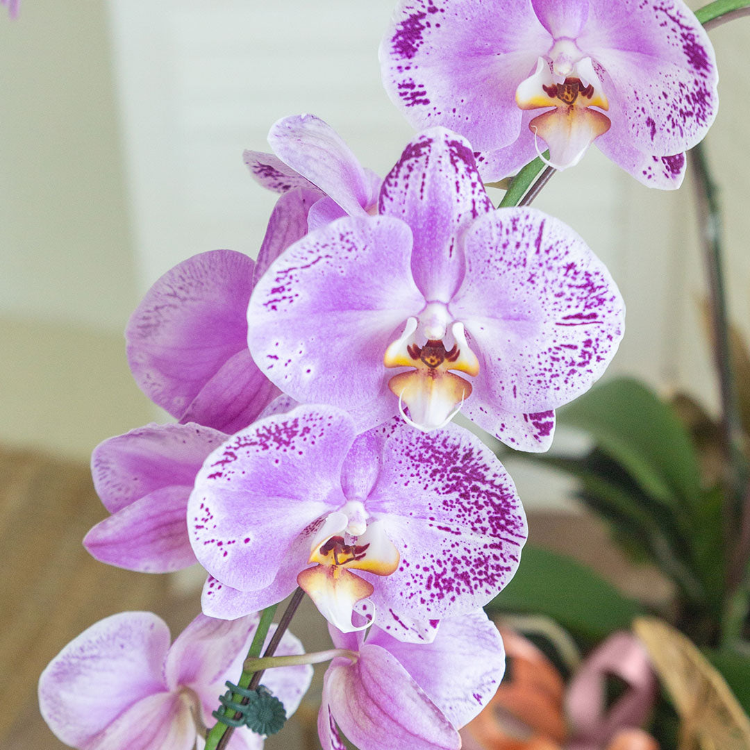 bloomthis-plant-jodie-pink-phalaenopsis-orchid-1-stalk-1080x1080-02