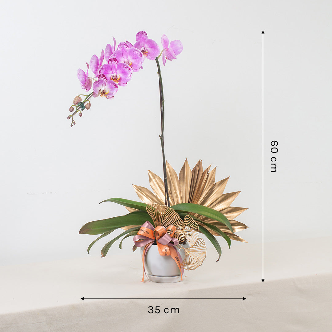 bloomthis-plant-jodie-pink-phalaenopsis-orchid-1-stalk-1080x1080-03