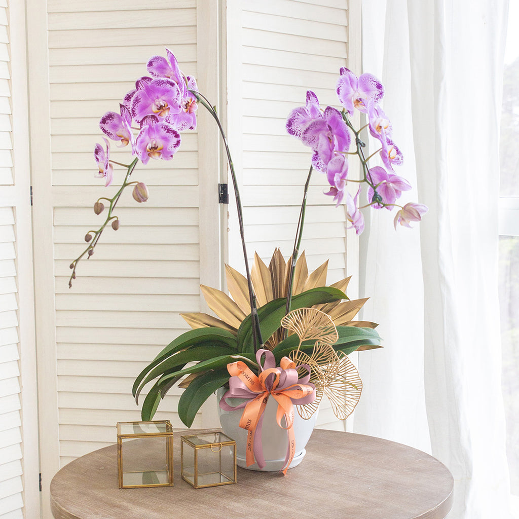 bloomthis-plant-jodie-pink-phalaenopsis-orchid-2-stalks-1080x1080-01