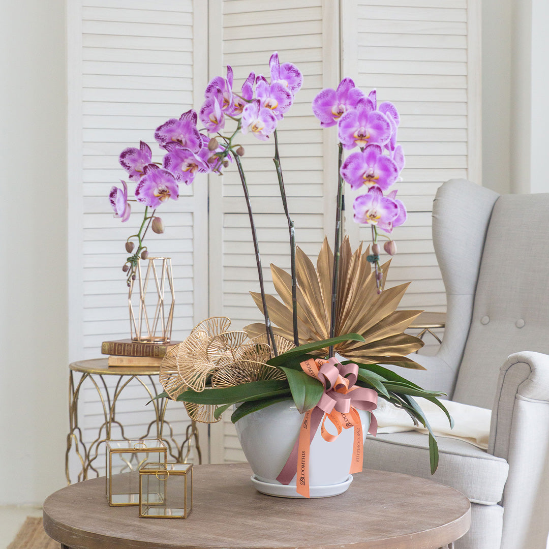 Jodie Pink Phalaenopsis Orchid (3 stalks)