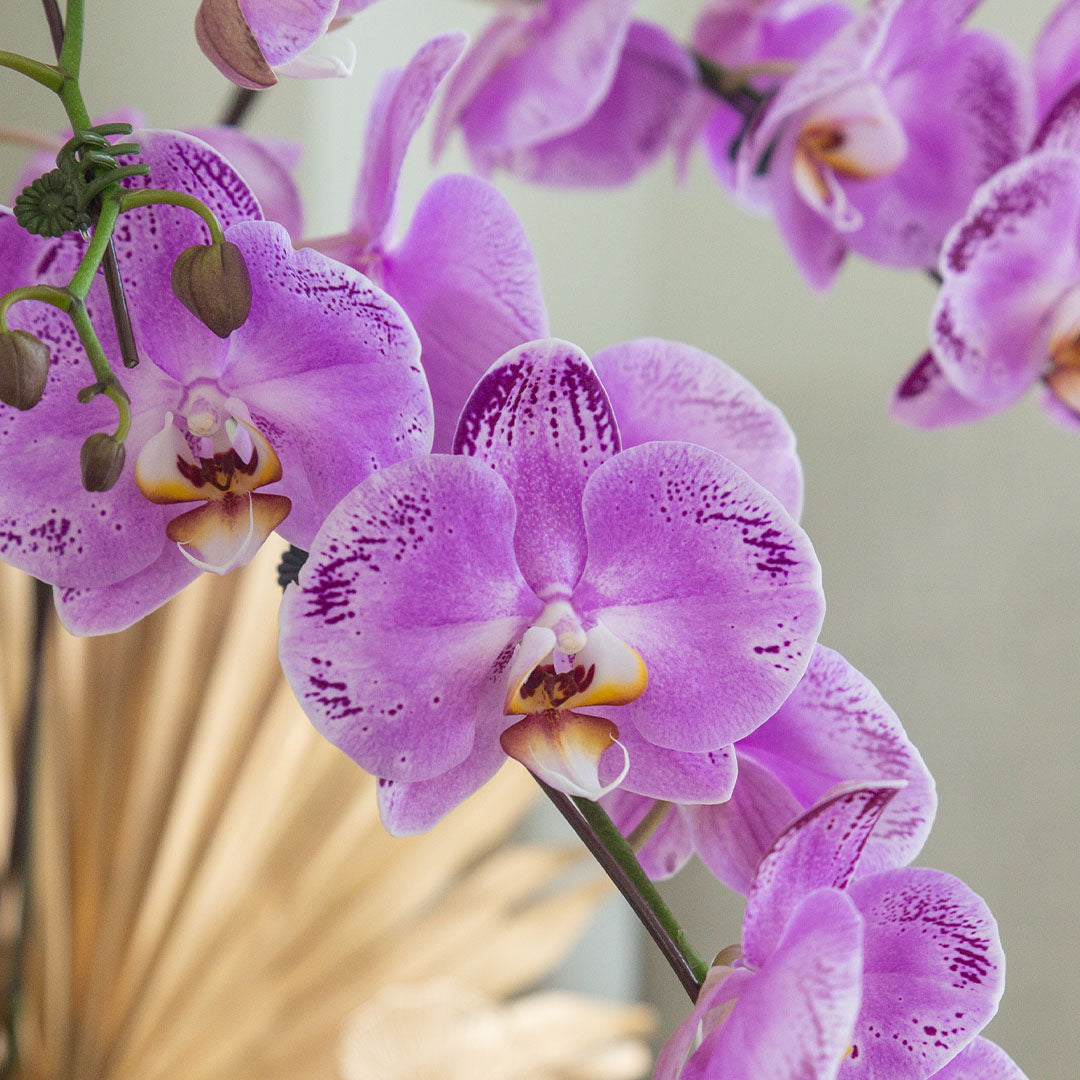 Jodie Pink Phalaenopsis Orchid (3 stalks)
