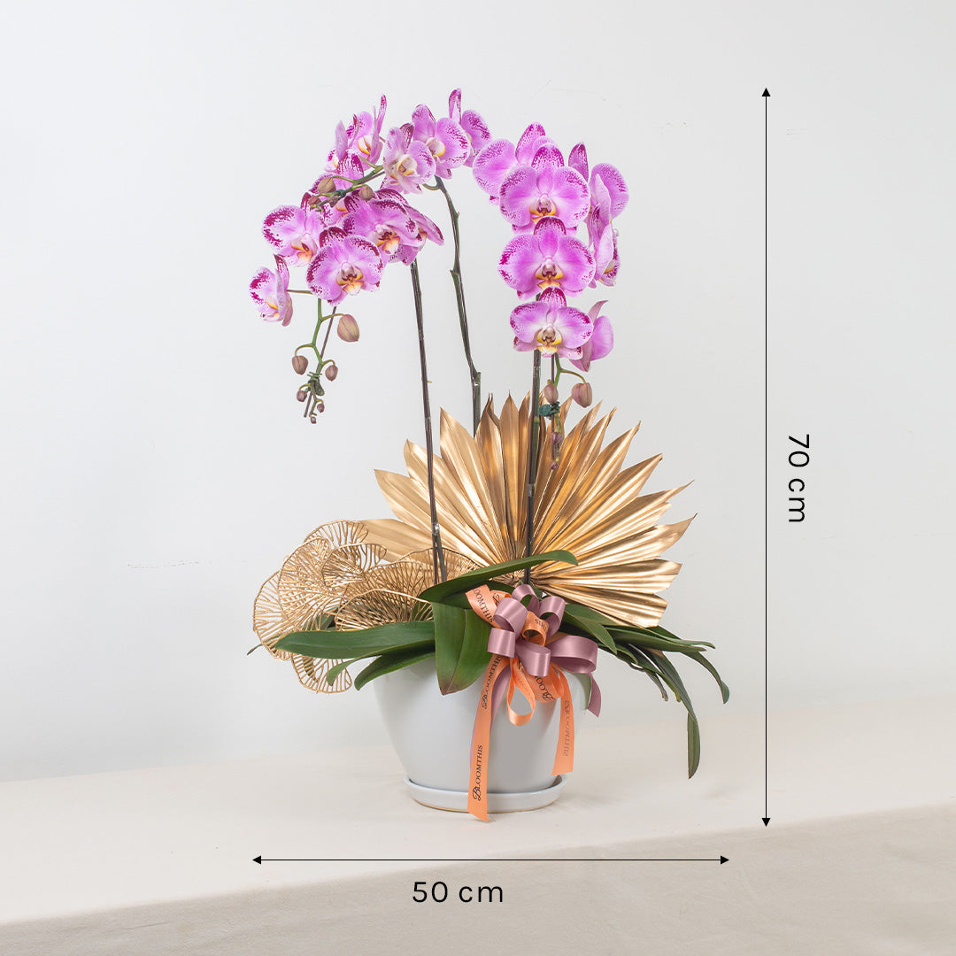 Jodie Pink Phalaenopsis Orchid (3 stalks)