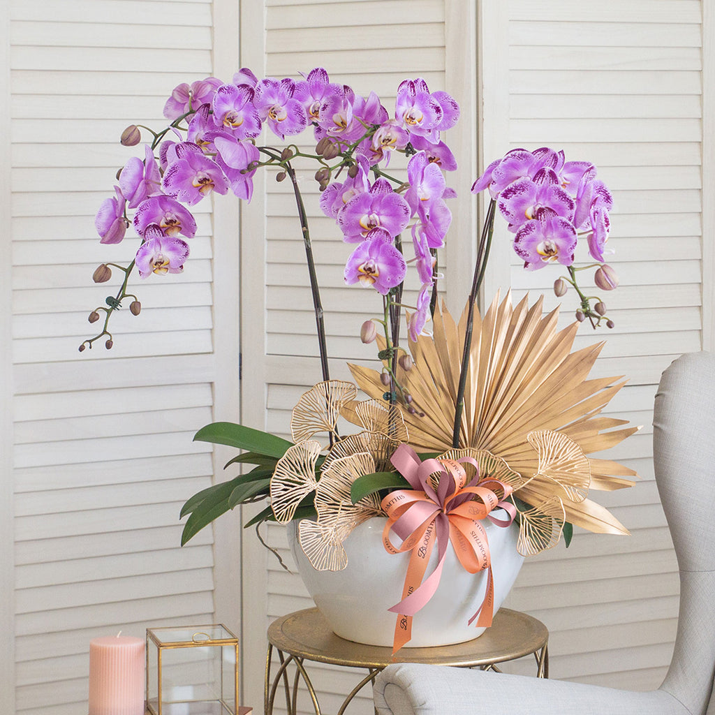 bloomthis-plant-jodie-pink-phalaenopsis-orchid-5-stalks-1080x1080-01