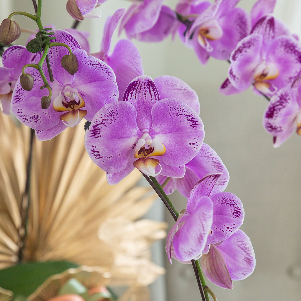 bloomthis-plant-jodie-pink-phalaenopsis-orchid-5-stalks-1080x1080-02