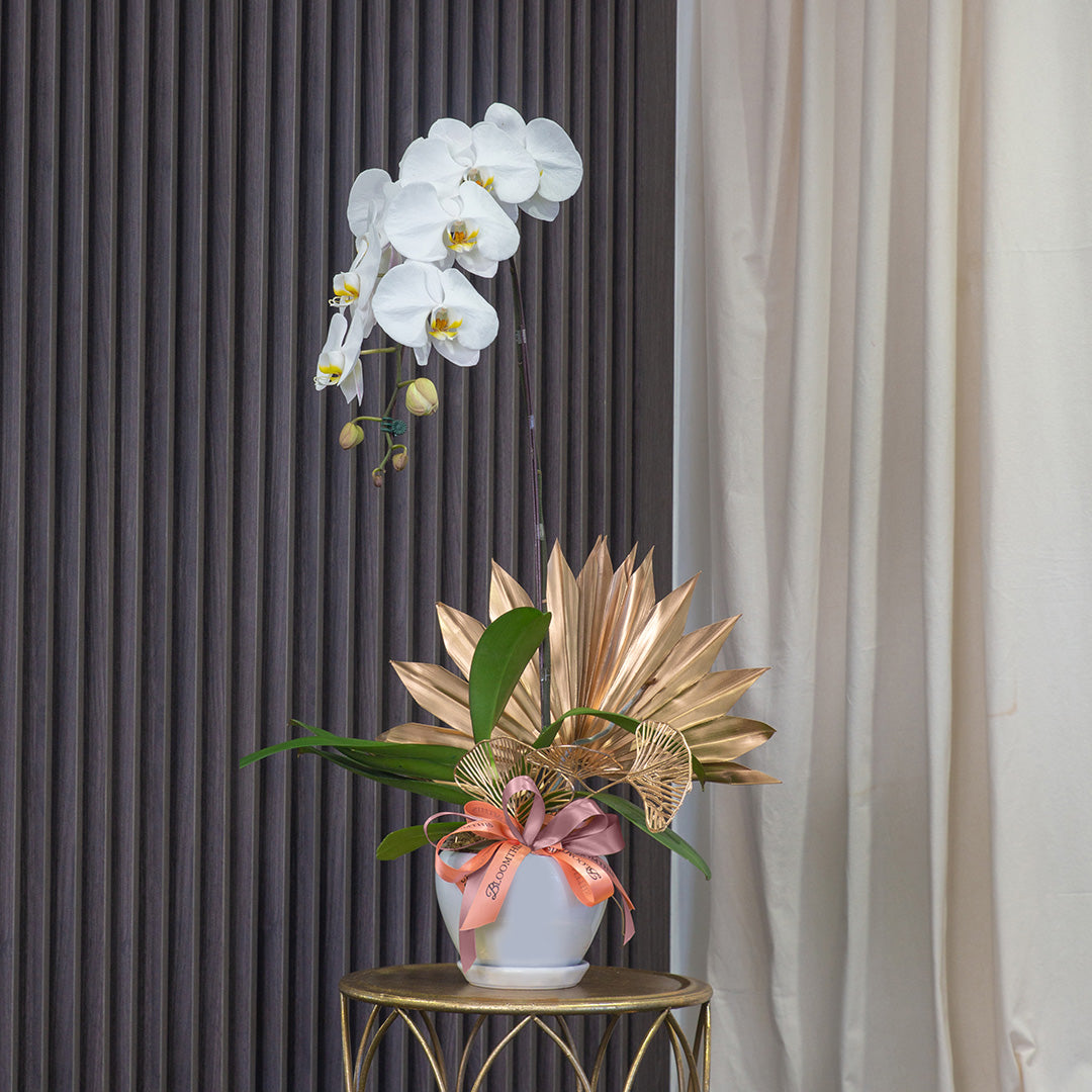 bloomthis-plant-jodie-pure-white-phalaenopsis-orchid-1-stalk-1080x1080-01