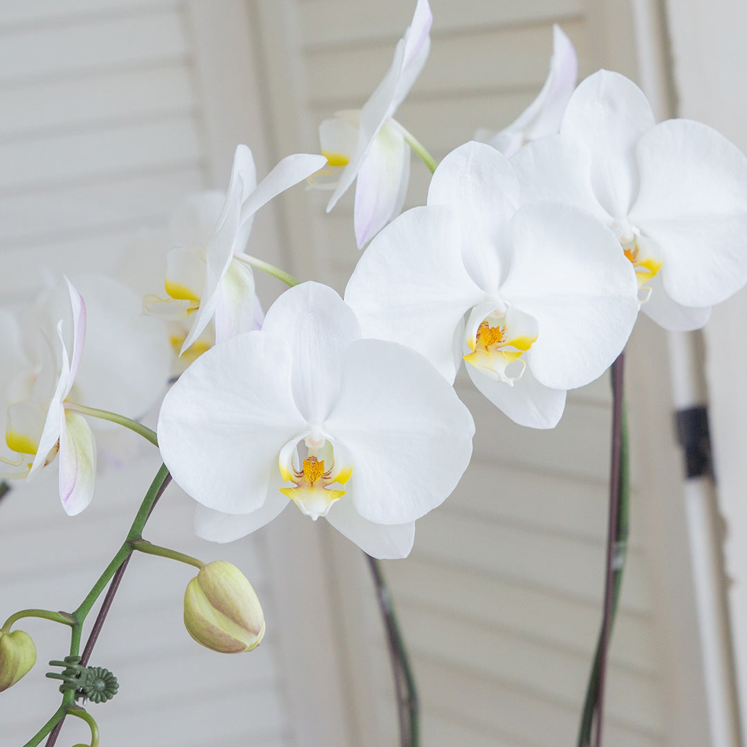 bloomthis-plant-jodie-pure-white-phalaenopsis-orchid-1-stalk-1080x1080-02