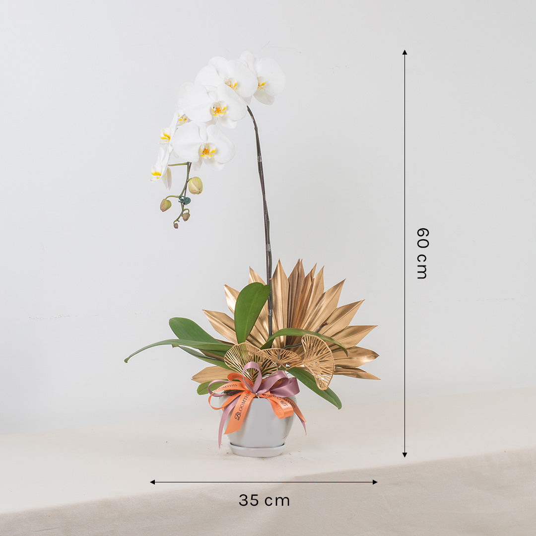 bloomthis-plant-jodie-pure-white-phalaenopsis-orchid-1-stalk-1080x1080-03