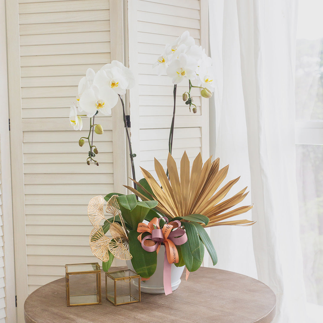 bloomthis-plant-jodie-pure-white-phalaenopsis-orchid-2-stalks-1080x1080-01