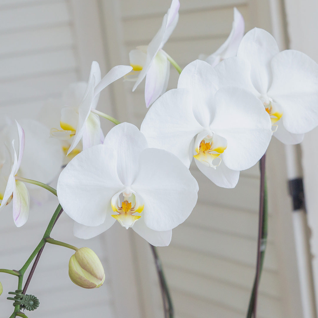 bloomthis-plant-jodie-pure-white-phalaenopsis-orchid-2-stalks-1080x1080-02