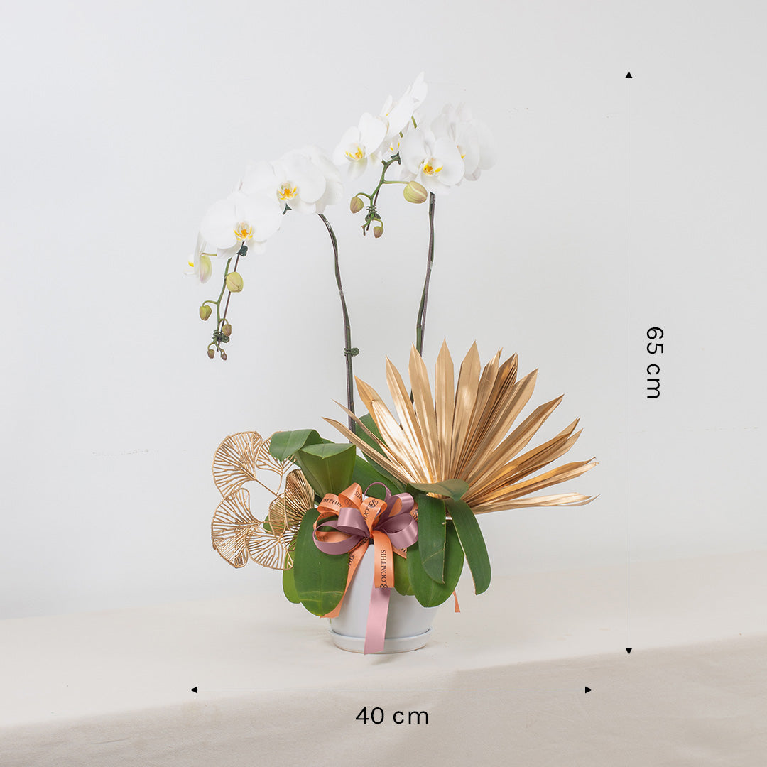 bloomthis-plant-jodie-pure-white-phalaenopsis-orchid-2-stalks-1080x1080-03