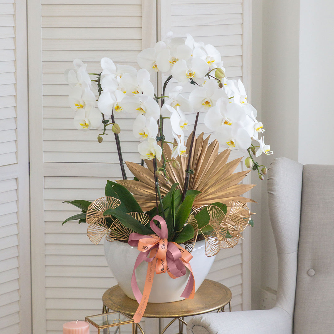 bloomthis-plant-jodie-pure-white-phalaenopsis-orchid-5-stalks-1080x1080-01
