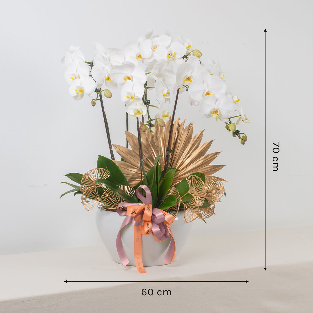 bloomthis-plant-jodie-pure-white-phalaenopsis-orchid-5-stalks-1080x1080-03