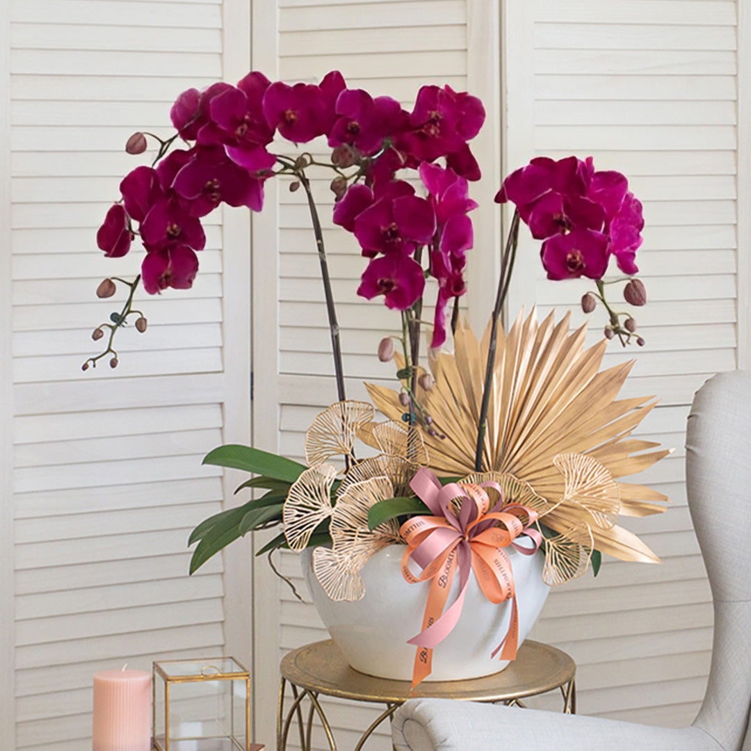bloomthis-plant-jodie-purple-phalaenopsis-orchid-5-stalks-1080x1080-01