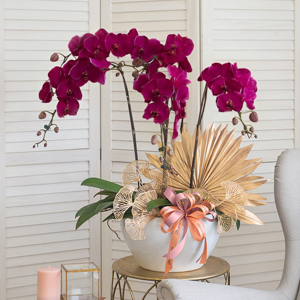 bloomthis-plant-jodie-purple-phalaenopsis-orchid-5-stalks-1080x1080-01