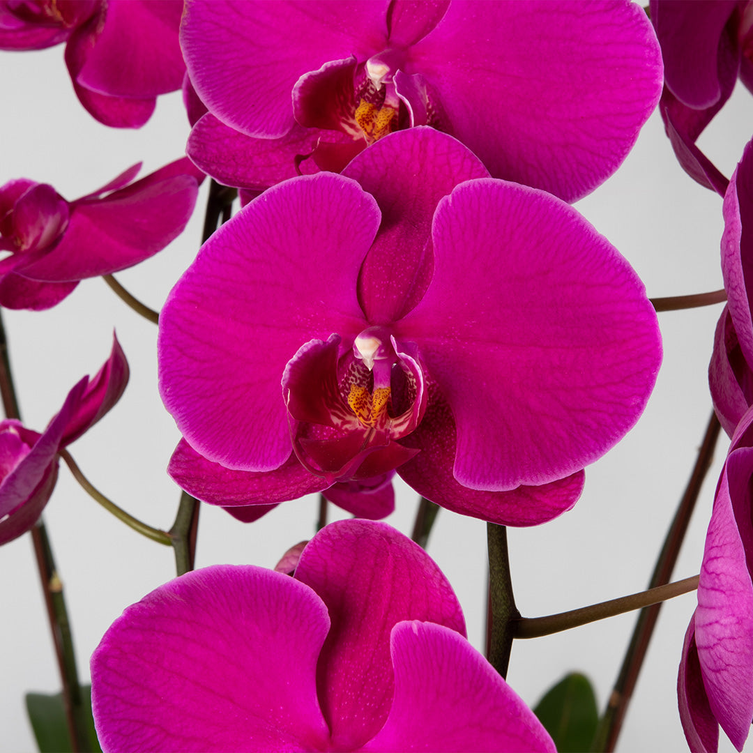 bloomthis-plant-jodie-purple-phalaenopsis-orchid-5-stalks-1080x1080-02