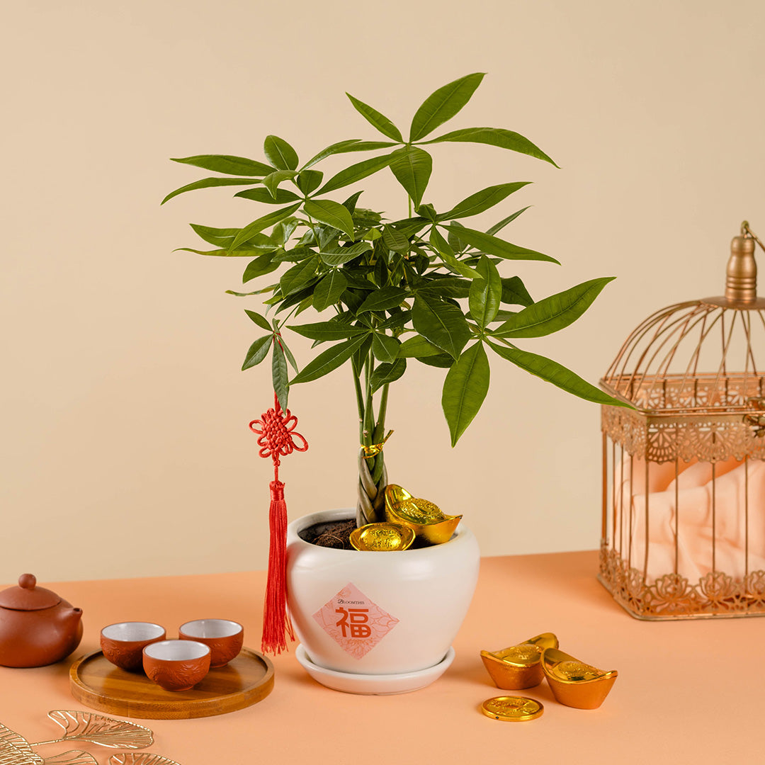 Money Tree Chinese New Year Plant 2025