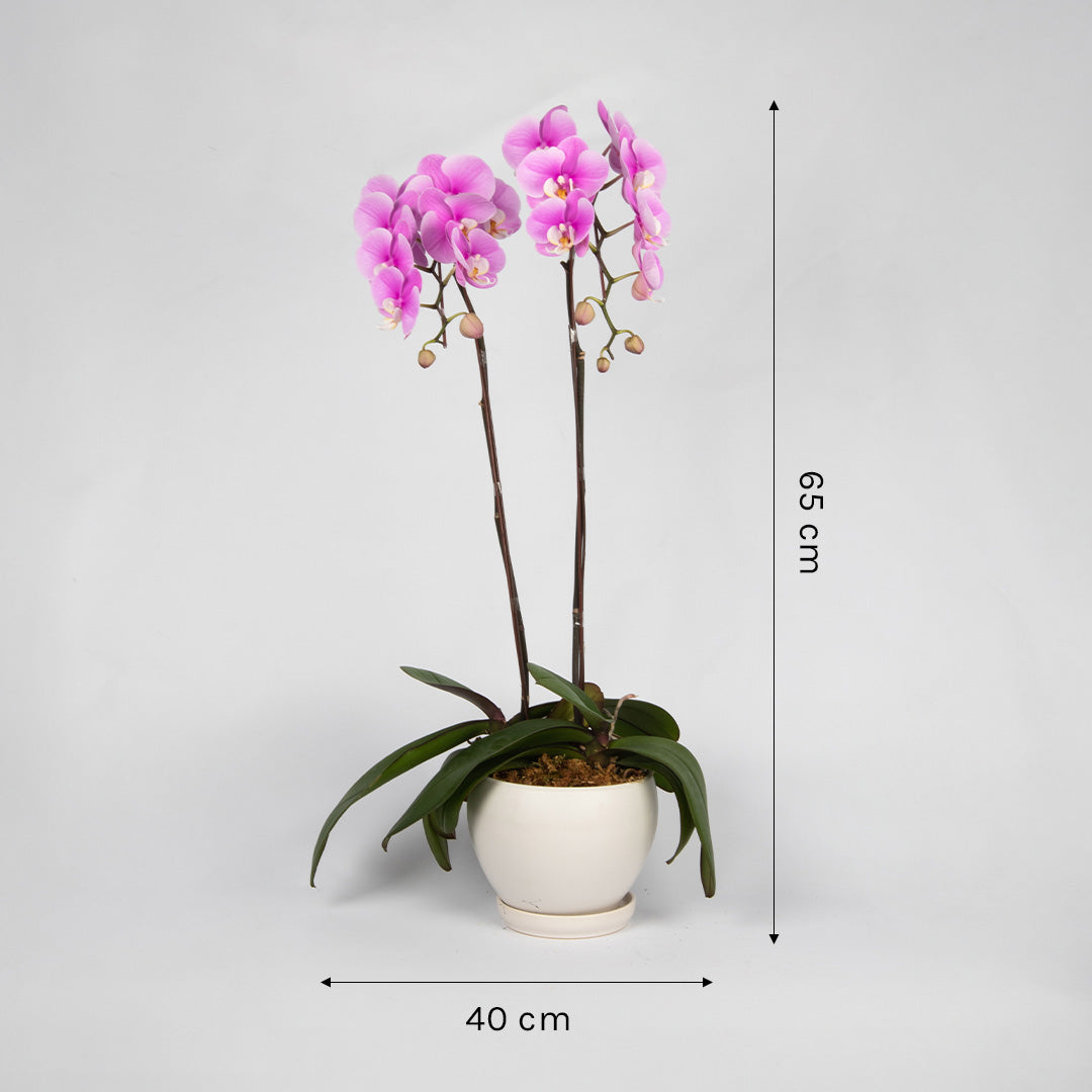 bloomthis-plant-pink-phalaenopsis-orchid-2-stalks-1080x1080-03